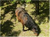 Planina (Dolnja Planina) - Hunting cottage on Planinska gora